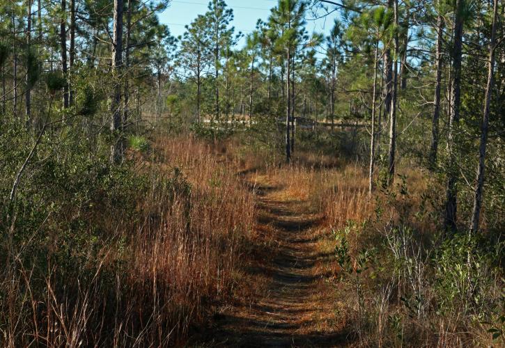 Yellow River Walking Trail